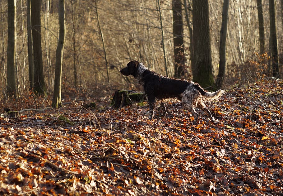 perro, kleiner, münsterländer, bosque, perro de caza, mascota, otoño, naturaleza, raza pura, atención