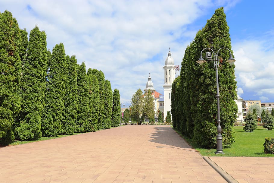 parque, vista, centro de la ciudad, arbustos, paisaje, carei, rumania, allee, planta, árbol
