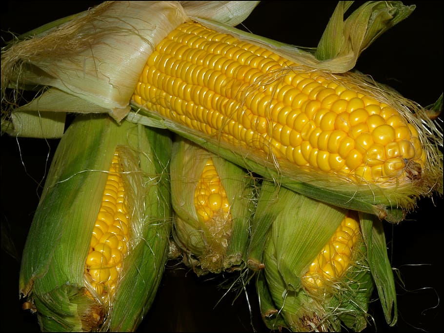 corn, the ear, harvest, yellow, closeup, food, agriculture, vegetable, sweetcorn, ripe