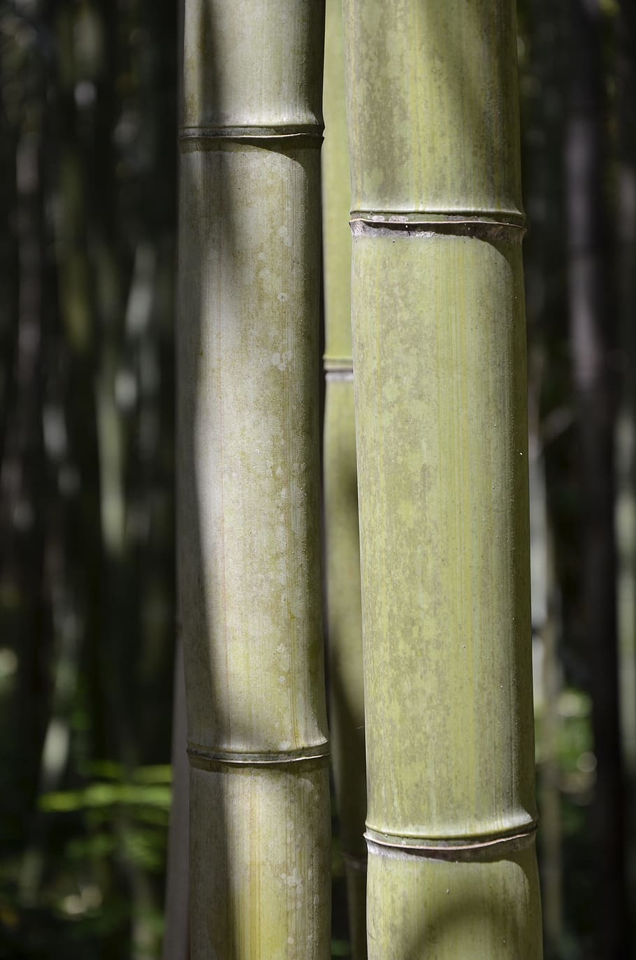 Bamboo, Nature, Vegetation, Plant, green, garden, serenity, relaxation, trunk, trees