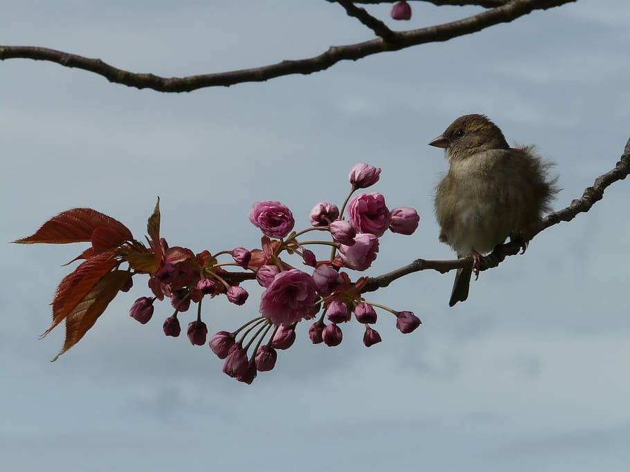 brown, bird, tree branch, flower, branch, sit, sparrow, sperling, junvogel, fluffed up