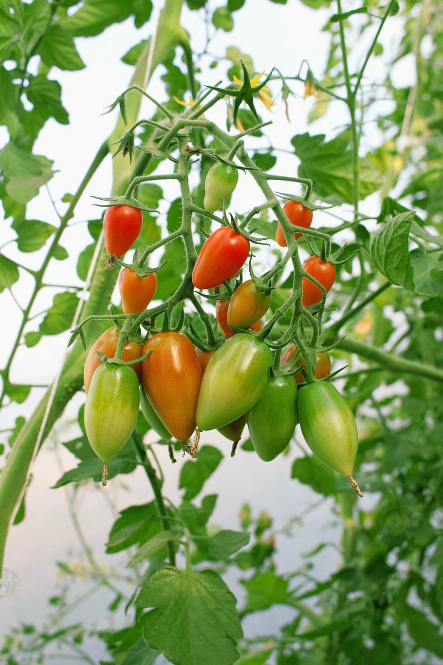 tomatoes, nachtschattengewächs, tomatenrispe, tomato breeding, vegetable growing, bush, food, mature, vegetables, bush tomatoes