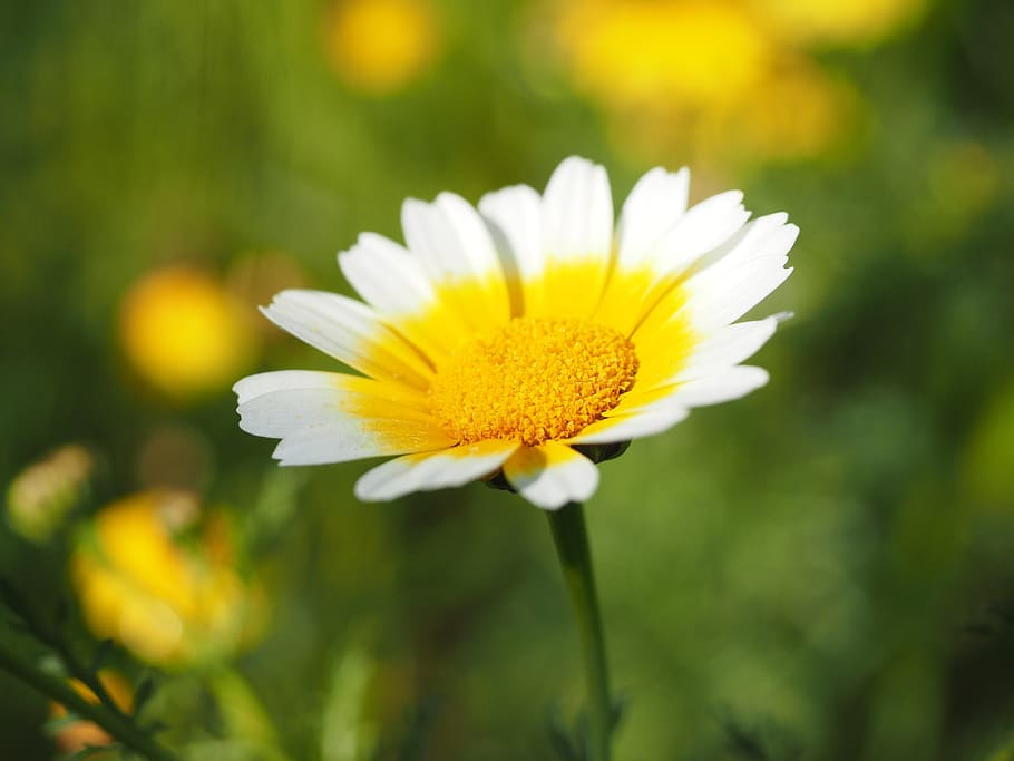 superficial, fotografía de enfoque, flor de margarita, caléndula corona, flores, flor, amarillo, blanco, glebionis coronario, compuestos