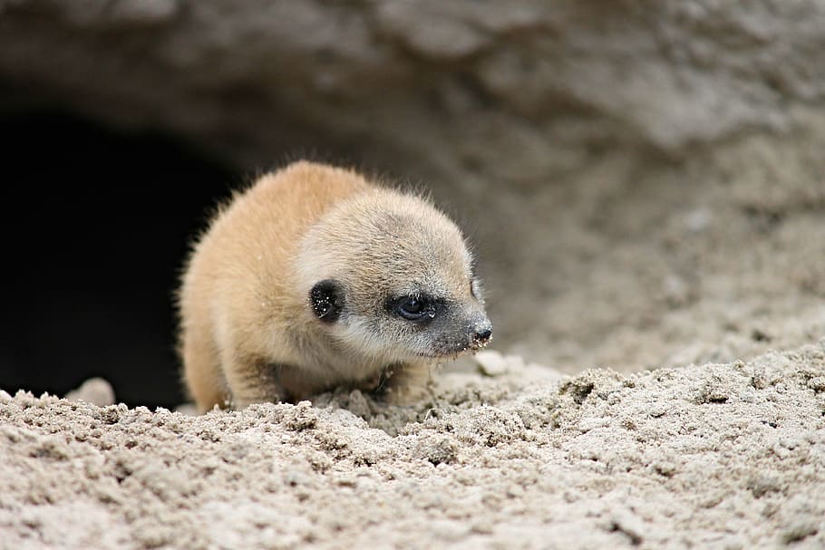 close-up photography, brown, rodent, sand, meerkat, young, young animal, small, animal child, suricate