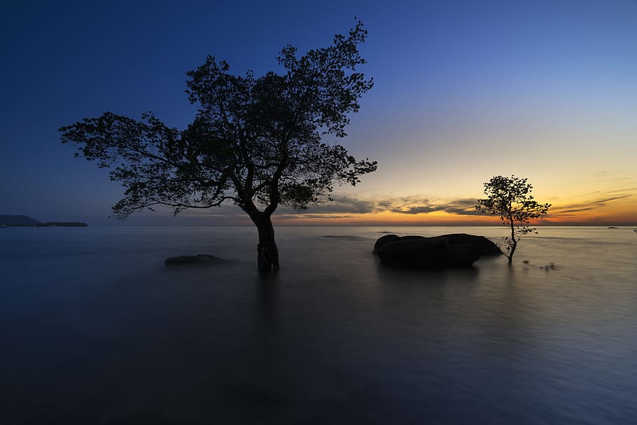 tree on beach, the sun, phuquoc, island, vietnam, the beach, mangrove, trees, long, background