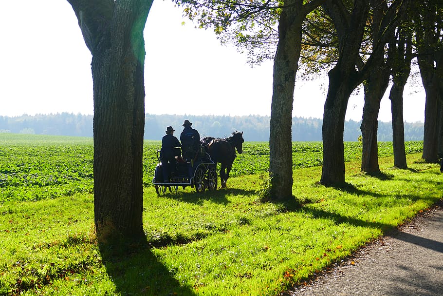 coach, carriage ride, backlighting, atmospheric, avenue, abendstimmung, plant, tree, livestock, domestic animals