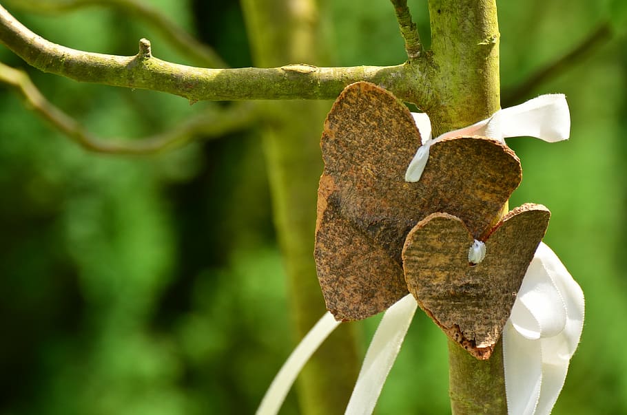 two, brown, hearts wedding decors, hanged, tree close-up photography, heart, love, bark, tree, wedding