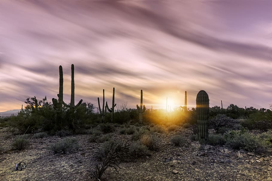 cactus, golden, hour, tagsnature, arizona, sky, landscape, sunset, sunrise, silhouette