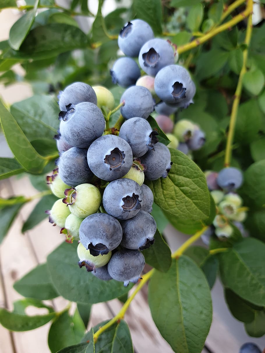 blueberry, buah, makanan, sehat, segar, buah-buahan, beri, biru, makan sehat, daun