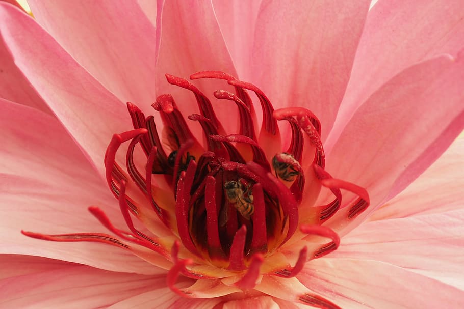 sacred lotus, bodh gaya, india, bodhi tree, flower, petal, plant, pink color, nature, flower head