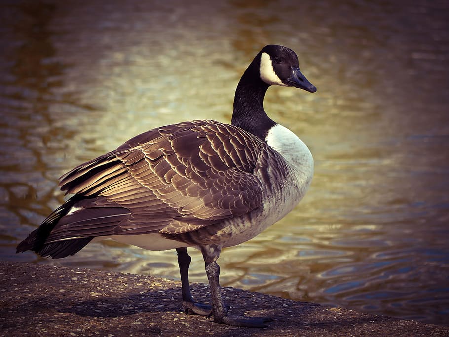 goose, animal, bird, poultry, greylag goose, gander, nature, close, water bird, water