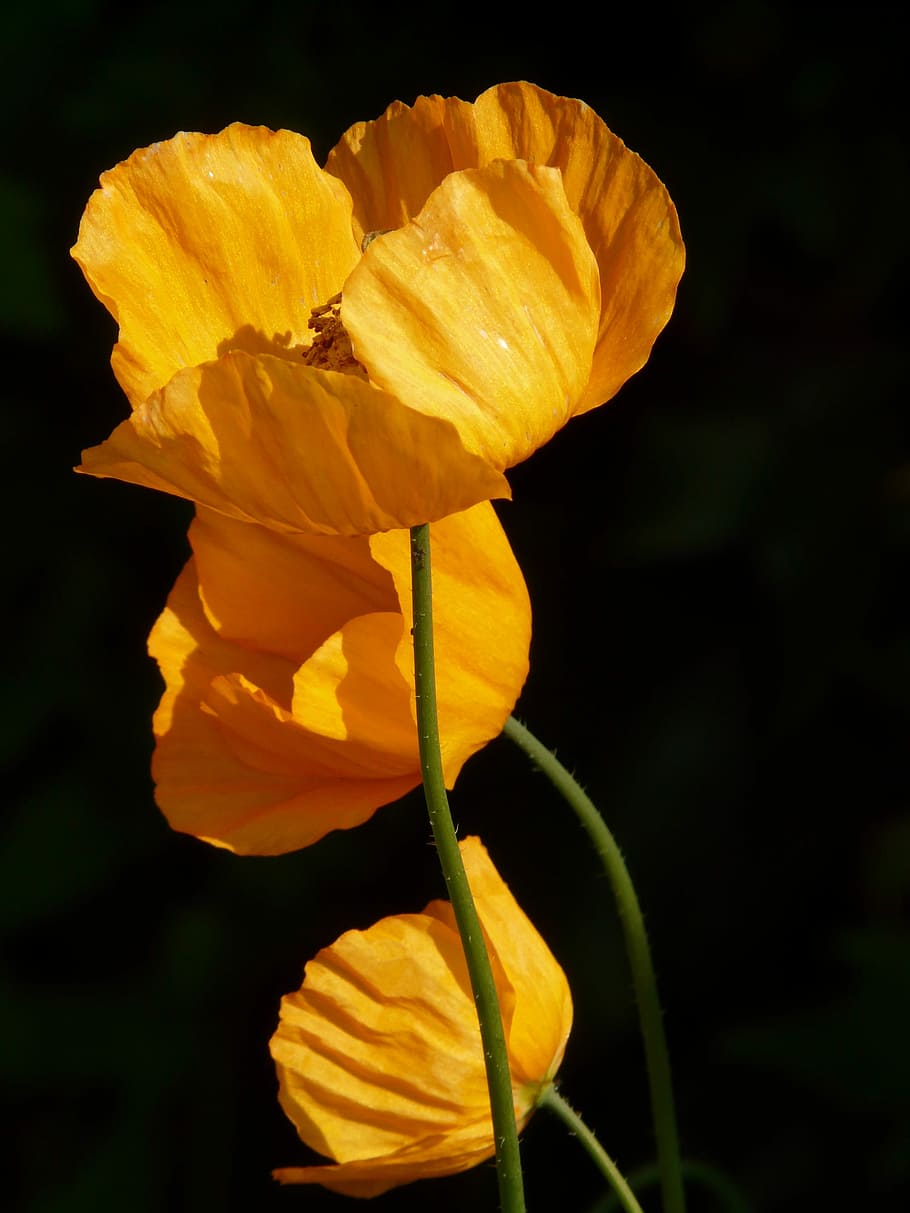 closeup, yellow, petaled flower, orange, flowers, daytime, iceland poppy, poppy, flower, plant