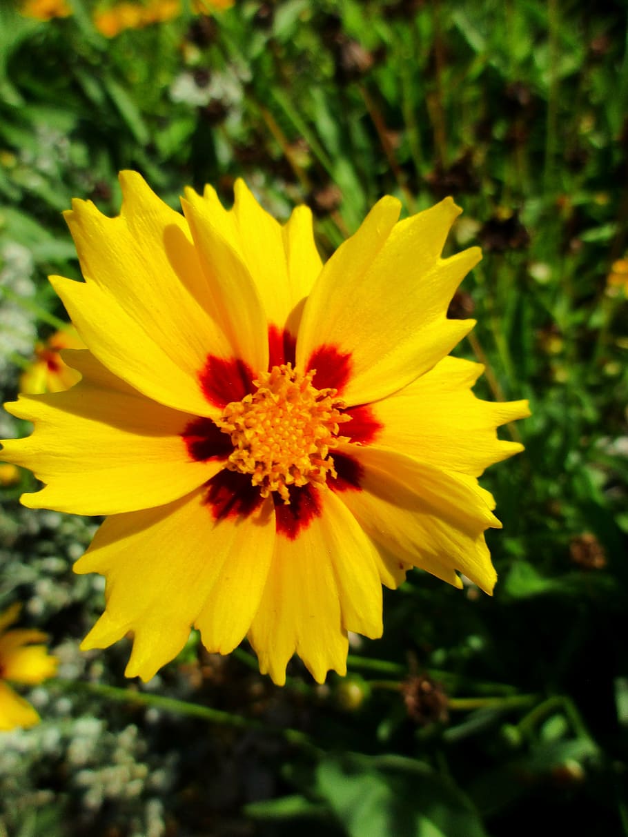 olho de menina floral grande, amarelo, floração, flor, asteraceae, compósitos, américa do norte, coreopsis grandiflora, jardim de flores, parque