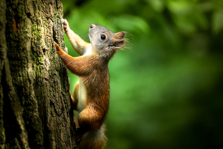 Squirrel, brown squirrel climbing tree, animal wildlife, animal, animal themes, animals in the wild, one animal, tree, mammal, rodent