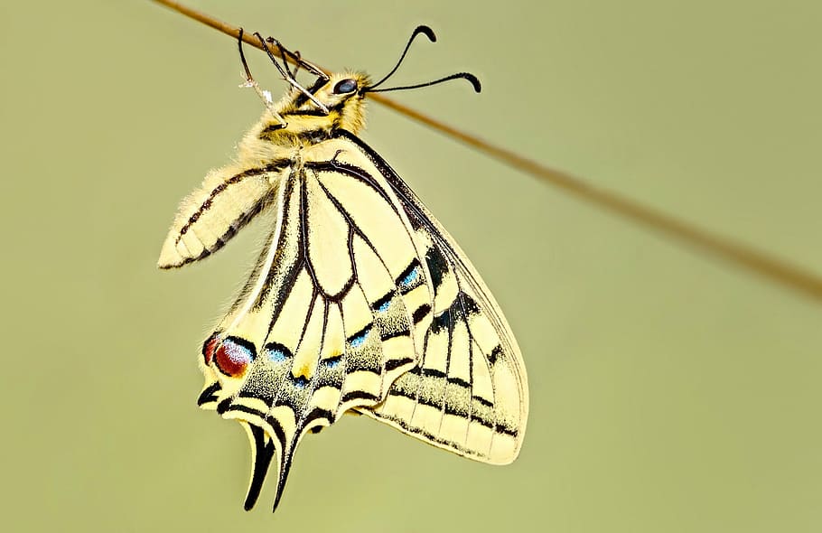 amarillo, mariposa perlada, palo, mariposa, cola de golondrina, macro, insecto, naturaleza, alas, vistoso