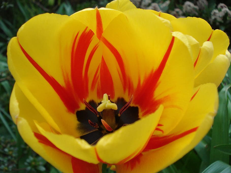 Tulip, Stengel, Stamp, Flower, Yellow, red, parrot tulip, petal, flower head, freshness