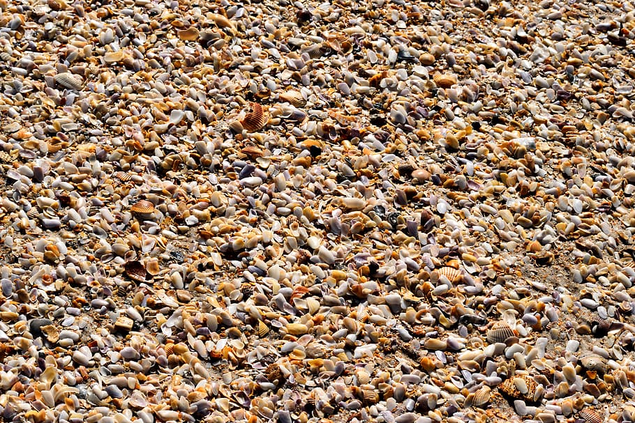 beach shells, crushed, pattern, shapes, outdoor, color, seashore, seashell, sand, texture