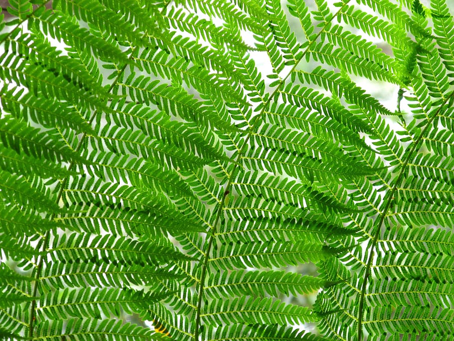 Ferns, Leaves, Nature, Plant, leaf, green Color, close-up, pattern, backgrounds, macro