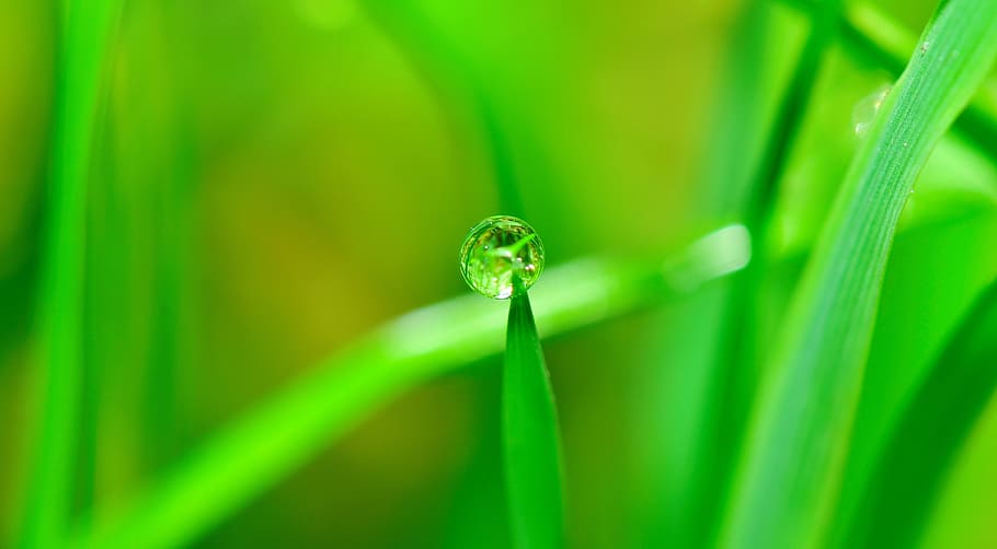 green, grass, droplet, water, drop, rain, nature, wet, fall, plant