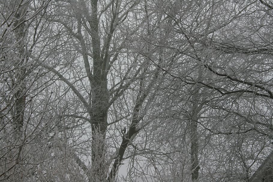 Холодок дерево. СССР +панельный дом деревья иней. Снежно серое озеро и иний серый на деревьях. В городе Сокол Ледяное дерево. Почему зимой металл на ощупь холоднее дерева