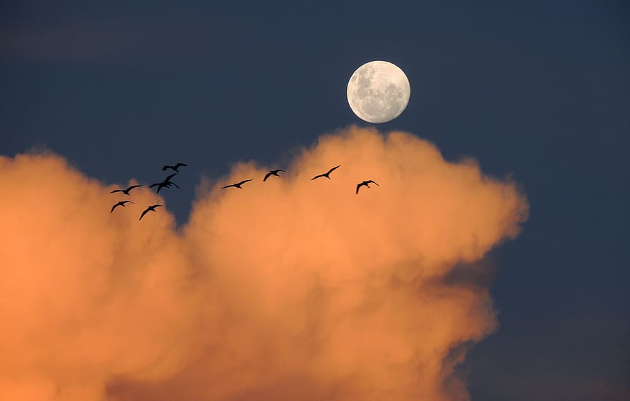 rebanho, pássaro, voando, pôr do sol, pássaros, céu, lua cheia, lua, nuvens, dia