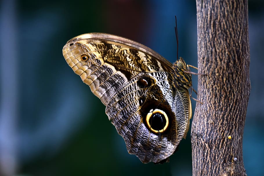 owl butterfly perching, stick, closeup, photography, butterfly, owl butterfly, tropical, tropical butterfly, wing, wait