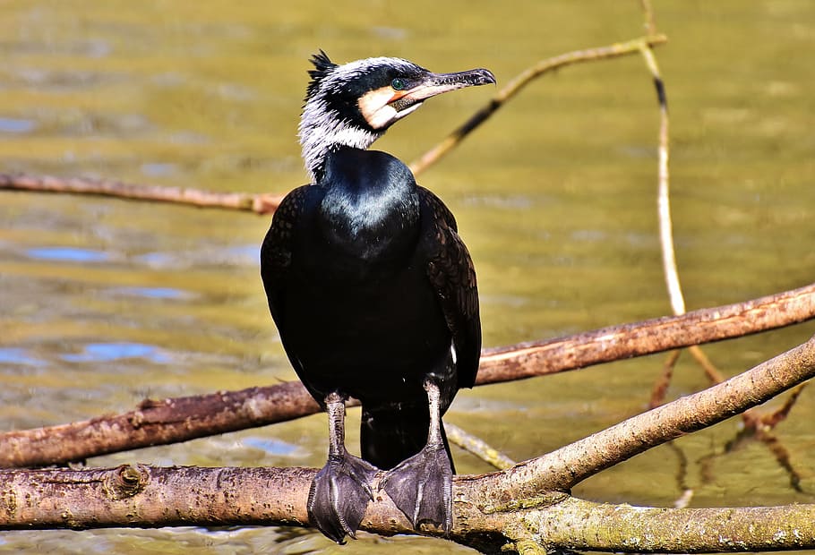cormorant, phalacrocorax carbo, black, water bird, animal world, feather, animal, plumage, nature, creature