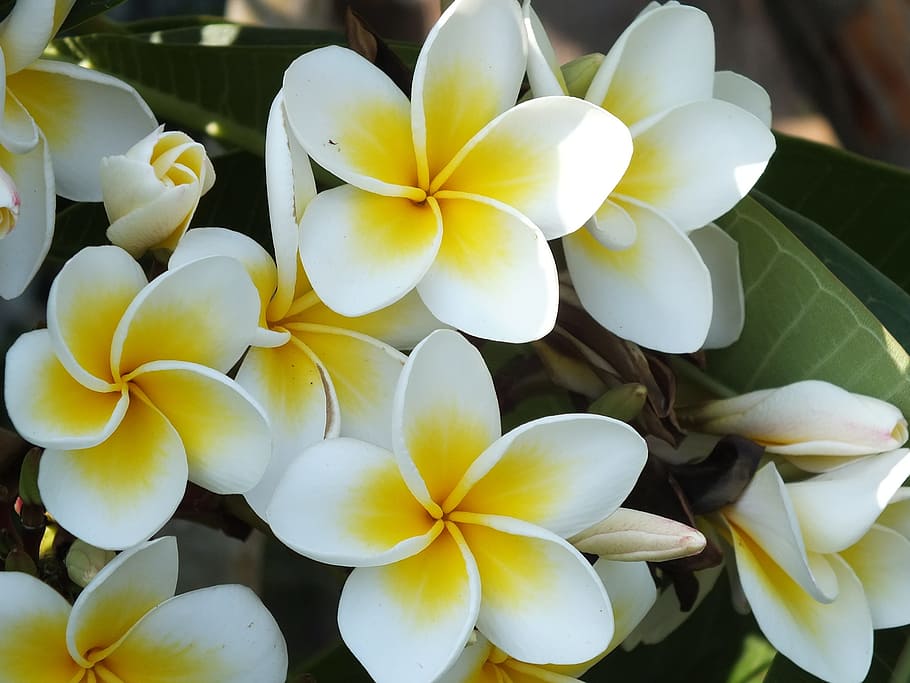 white-and-yellow plumeria flower, closeup, plumeria, red jasmine, white, flower, tropical plants, a hawaiian, fragrant, five petals