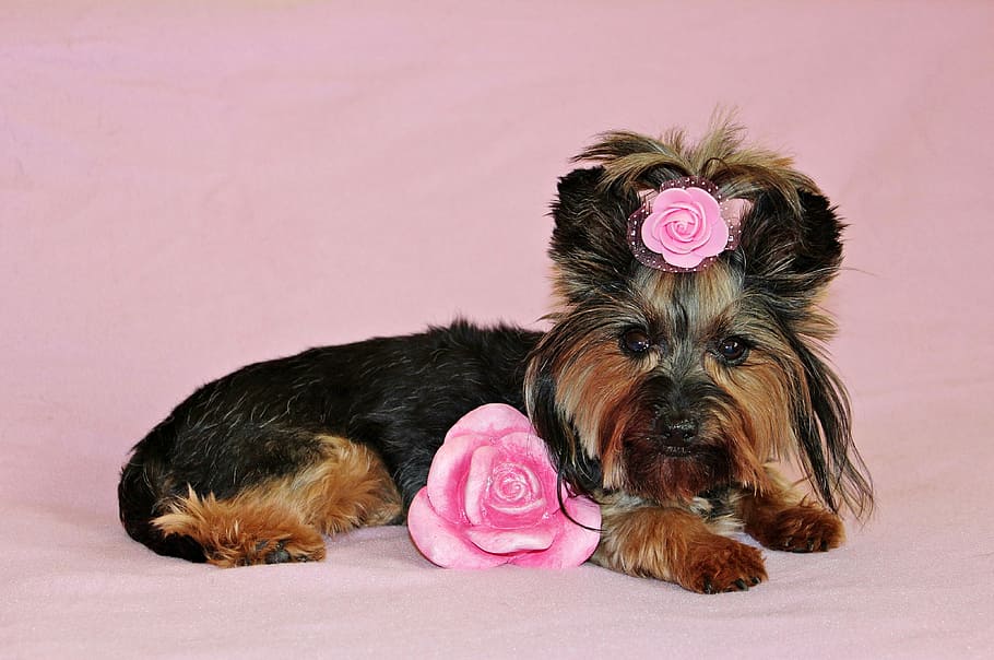 yorkshire terrier, dog, pretty, nice, pink, mammal, animal themes, domestic, animal, pets