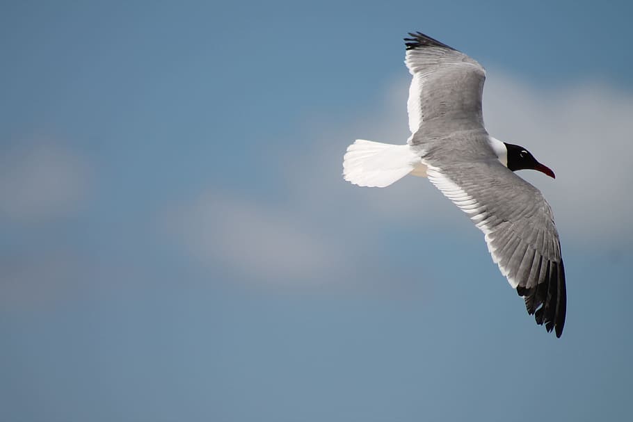white, black, beak bird, flying, beak, bird, seagull, beach, ocean, water