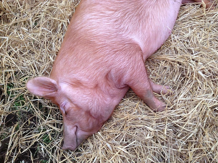 豚, 雌豚, 農場, 家畜, 貯金箱, 眠っている, 鼻, 農業, 哺乳類, 動物のテーマ