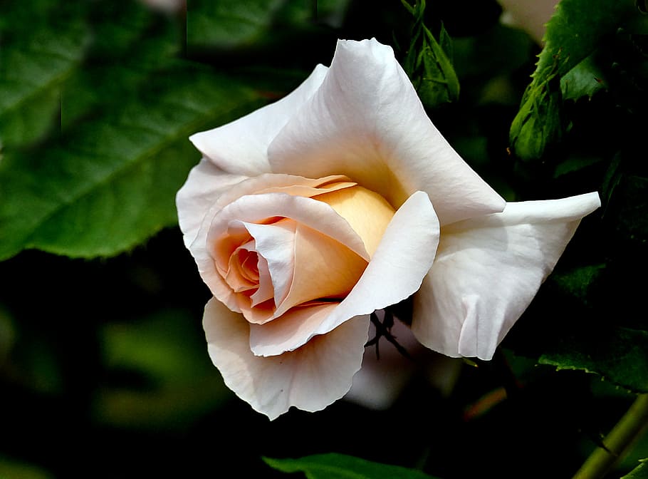 Iris, Rose, selectiva, foco, fotografía., planta floreciente, belleza en la naturaleza, flor, pétalo, planta
