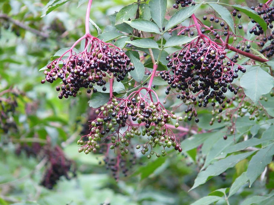 Black Elderberry, Sambucus Nigra, elder, pemegang semak, buah-buahan, beri, hitam, alam, ungu, hari