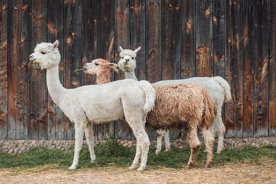 alpaca, casas rurales-alquileres de vacaciones, lana, pieles, herbívoros, cabeza, mamíferos, animales, perú, zoológico