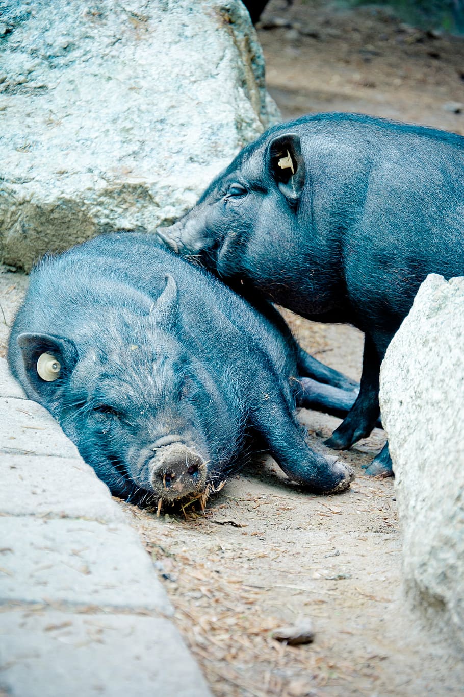 pot bellied pig, vietnamese hängebauchschwein pig, wild translucent, eurasisch, pig, sow, concerns, snuggle, livestock, nature