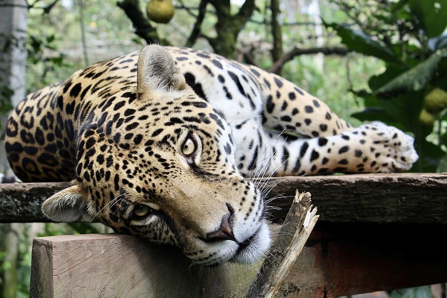 leopard, lying, wood log, jaguar, feline, animal, wild, cat, wildlife, carnivore