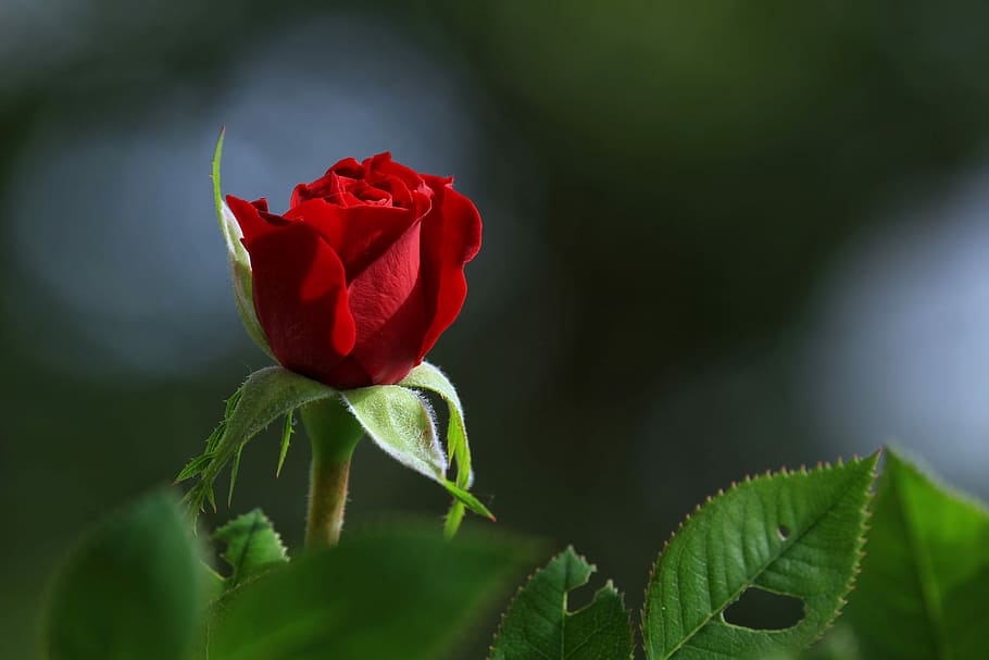 shallow, focus photo, red, rose, flower, blossom, colors, nature, plant, floral