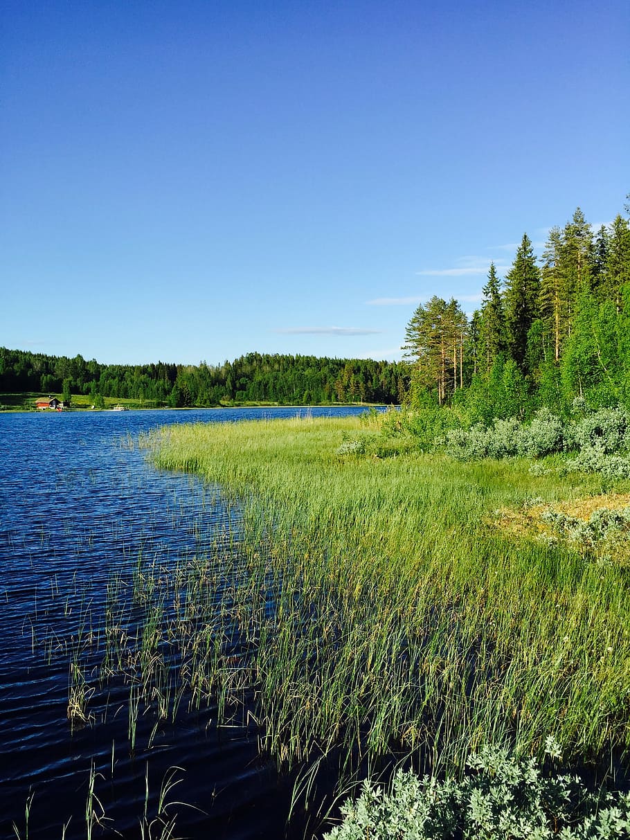 musim panas, danau, air, swedia, alam, alang-alang, himmel, langit biru, tanaman, keindahan di alam