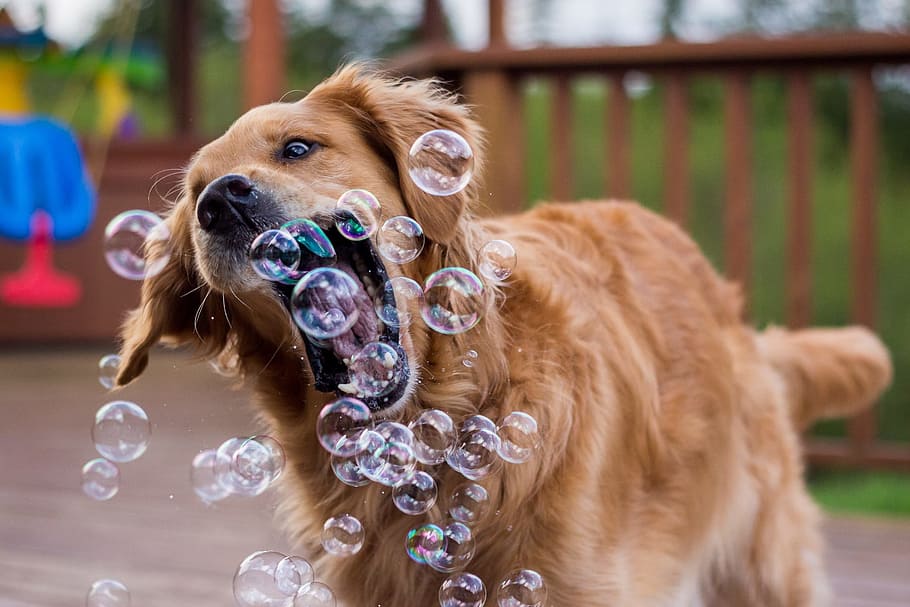 golden, retriever dog, biting, bubbles, air, taken, daytime, Golden retriever, dog, on air