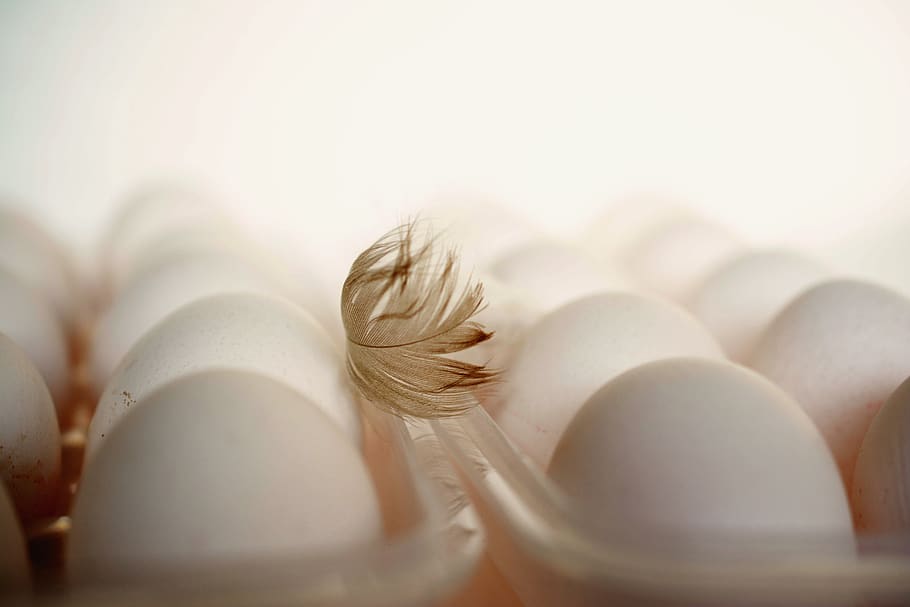 egg, feather, chicken feather, hen's egg, white eggs, food, nutrition, eggshell, close up, white