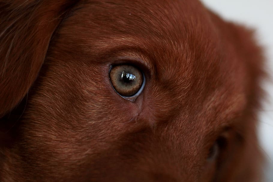 eye, toller, puppy, reflection, retriever, face, dog-graphy, bitch, remote access, cute