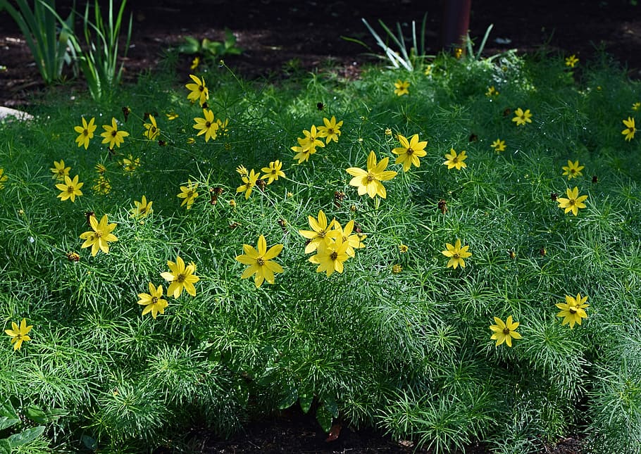 Coreopsis Verticillata, Tickseed, Bunga, mekar, tanaman, taman, alam, warna-warni, kuning, Warna hijau