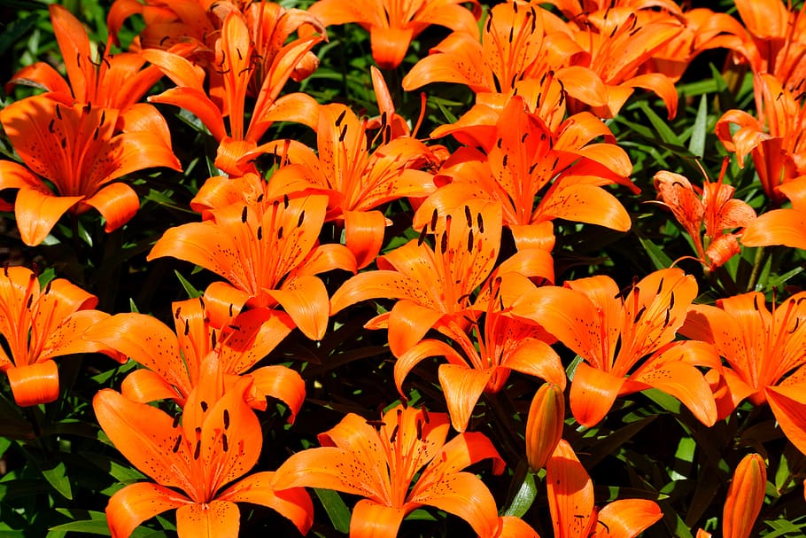 vibrant, orange lily, flower, flora, summer, nature, floral, color, bright, garden