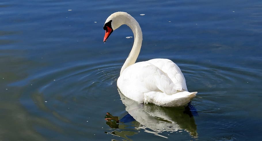 white, swan, water, daytime, water bird, river, switzerland, animal, nature, swim