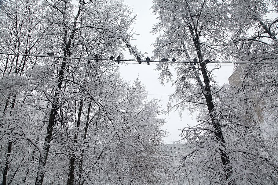 russian winter, white snow, snow covered trees, the birds are sitting on the wires, cold weather, snowfall, snowdrifts, nature, frosty, polar