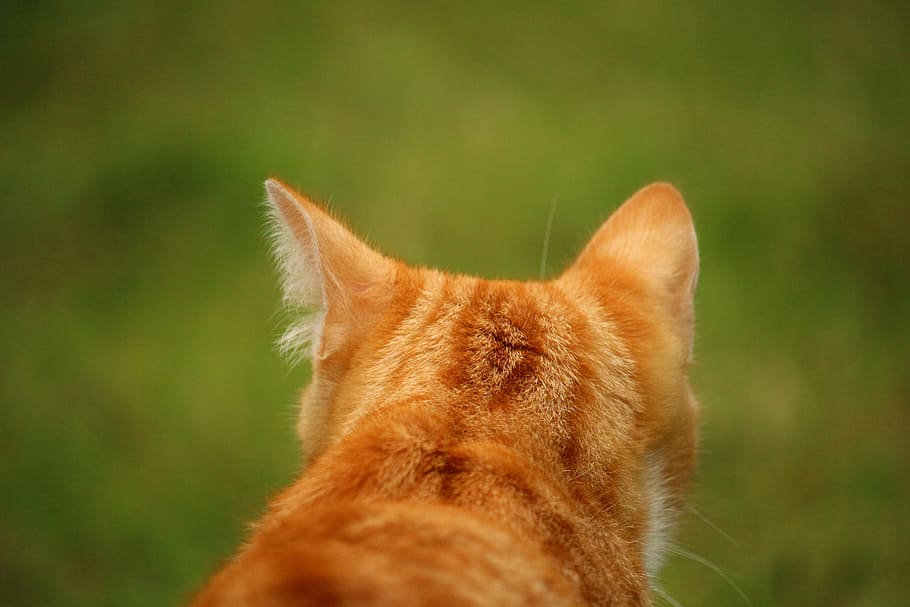 Anak Kucing, Kucing Domestik, kucing, mieze, mackerel, kucing merah, kucing betina merah, kucing harimau, rumput, hewan peliharaan