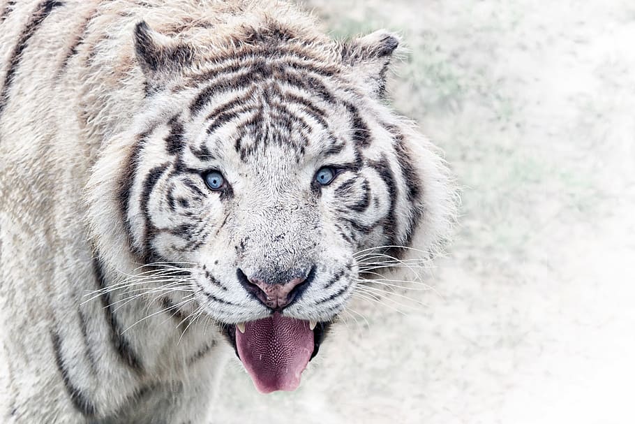 putih, hitam, harimau, kebun binatang, hewan, kucing, harimau putih, liar, hewan liar, alam