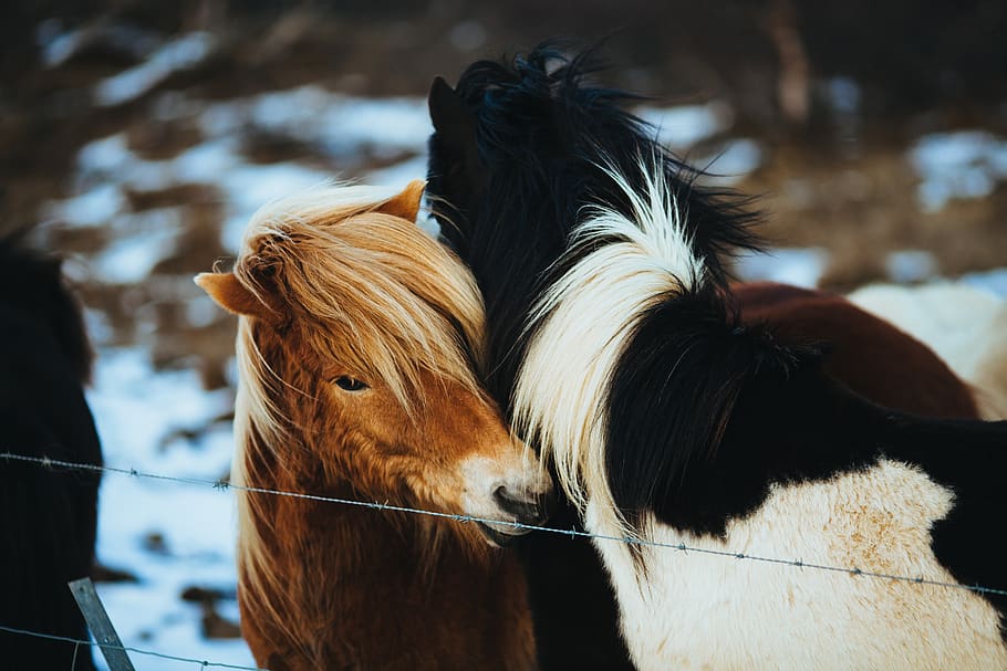 caballos, animales, pelo, melena, alambre de púas, animal, ganado, mamífero, temas de animales, animales domésticos