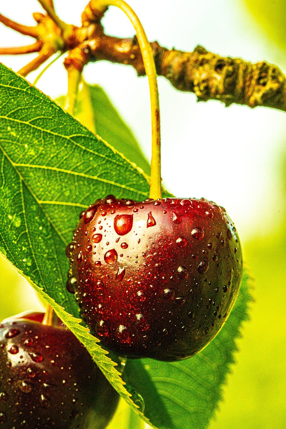 two, 2, cherry, red, dark, leaves, water drop, water, drops, water drops