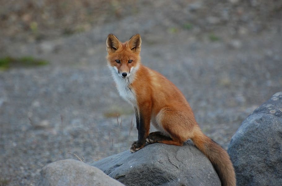 fox on rock, fox, wildlife, nature, predator, vulpes vulpes, wilderness, wild, portrait, furry